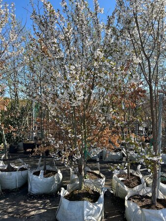 Prunus 'Umineko' 225-250 cm cont. 100L - afbeelding 2