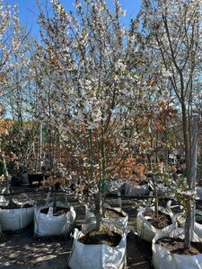 Prunus 'Umineko' 225-250 cm cont. 100L - afbeelding 2
