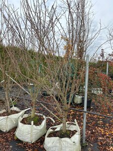 Prunus 'Umineko' 225-250 cm cont. 100L