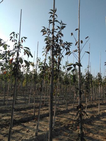 Prunus 'Umineko' 6-8 Hoogstam wortelgoed