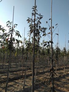 Prunus 'Umineko' 6-8 Hoogstam wortelgoed