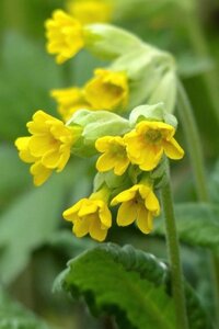 Primula veris geen maat specificatie 0,55L/P9cm