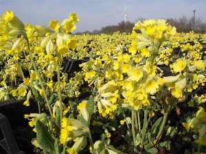 Primula veris geen maat specificatie 0,55L/P9cm - afbeelding 6