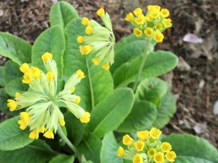 Primula veris geen maat specificatie 0,55L/P9cm - afbeelding 2