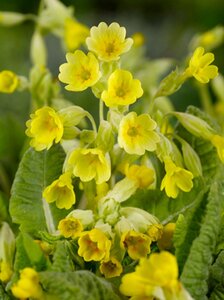 Primula veris geen maat specificatie 0,55L/P9cm - afbeelding 8