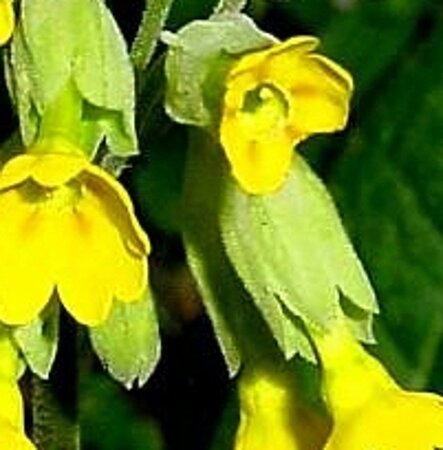 Primula veris geen maat specificatie 0,55L/P9cm - afbeelding 9