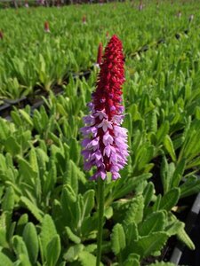 Primula vialii geen maat specificatie 0,55L/P9cm - afbeelding 3