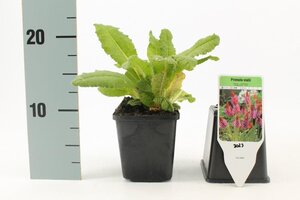 Primula vialii geen maat specificatie 0,55L/P9cm - afbeelding 5