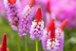 Primula vialii geen maat specificatie 0,55L/P9cm