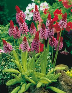Primula vialii geen maat specificatie 0,55L/P9cm - afbeelding 2