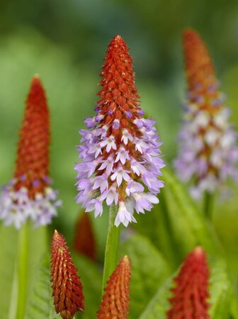 Primula vialii geen maat specificatie 0,55L/P9cm - afbeelding 13