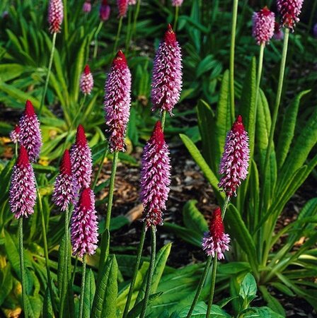 Primula vialii geen maat specificatie 0,55L/P9cm - afbeelding 8