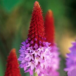 Primula vialii geen maat specificatie 0,55L/P9cm - afbeelding 4