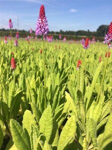 Primula vialii geen maat specificatie 0,55L/P9cm - afbeelding 7