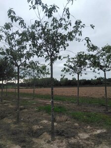 Prunus yedoensis 20-25 STA WRB 3 X V