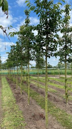 Prunus yedoensis 25-30 STA WRB 3 X V - image 1