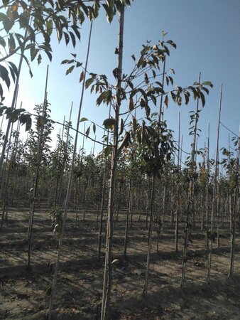 Prunus yedoensis 6-8 Hoogstam wortelgoed