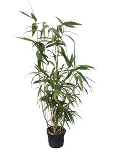 Pseudosasa japonica 40-60 cm cont. 3,0L - afbeelding 3