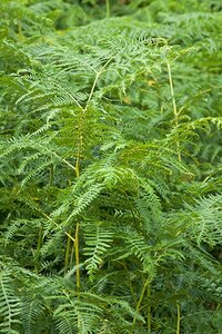 Pteridium aquilinum geen maat specificatie 0,55L/P9cm - afbeelding 1