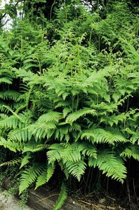 Pteridium aquilinum geen maat specificatie 0,55L/P9cm - afbeelding 2