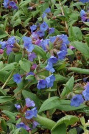 Pulmonaria ang. 'Azurea' geen maat specificatie 0,55L/P9cm - afbeelding 2