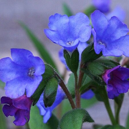 Pulmonaria ang. 'Azurea' geen maat specificatie 0,55L/P9cm - afbeelding 3