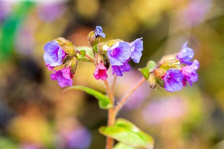 Pulmonaria ang. 'Azurea' geen maat specificatie 0,55L/P9cm