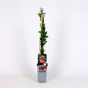Punica granatum 70 cm vierkant 2L - afbeelding 4