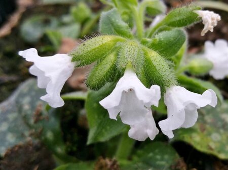 Pulmonaria 'Ice Ballet' geen maat specificatie 0,55L/P9cm - afbeelding 1