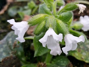 Pulmonaria 'Ice Ballet' geen maat specificatie 0,55L/P9cm