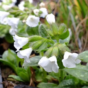 Pulmonaria 'Ice Ballet' geen maat specificatie 0,55L/P9cm - afbeelding 2