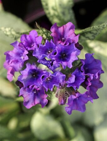 Pulmonaria long. 'Diana Clare' geen maat specificatie 0,55L/P9cm - afbeelding 1