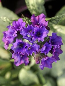 Pulmonaria long. 'Diana Clare' geen maat specificatie 0,55L/P9cm
