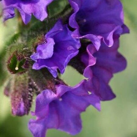 Pulmonaria long. 'Diana Clare' geen maat specificatie 0,55L/P9cm - afbeelding 2