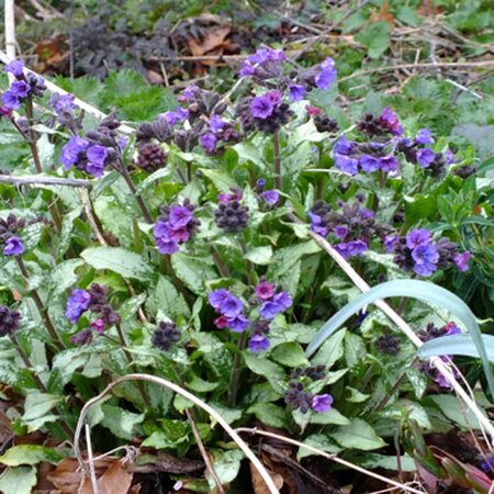 Pulmonaria long. 'Diana Clare' geen maat specificatie 0,55L/P9cm - afbeelding 3