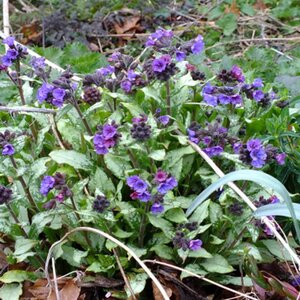 Pulmonaria long. 'Diana Clare' geen maat specificatie 0,55L/P9cm - afbeelding 3