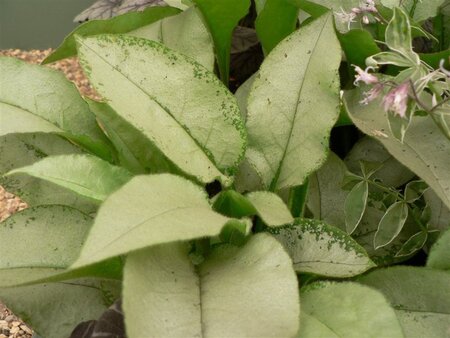 Pulmonaria 'Majesté' geen maat specificatie 0,55L/P9cm - afbeelding 1