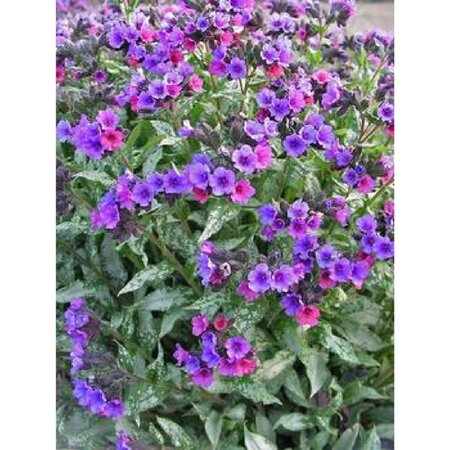 Pulmonaria 'Majesté' geen maat specificatie 0,55L/P9cm - afbeelding 2