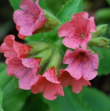 Pulmonaria rubra 'Redstart' geen maat specificatie 0,55L/P9cm