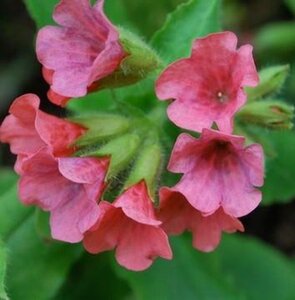 Pulmonaria rubra 'Redstart' geen maat specificatie 0,55L/P9cm