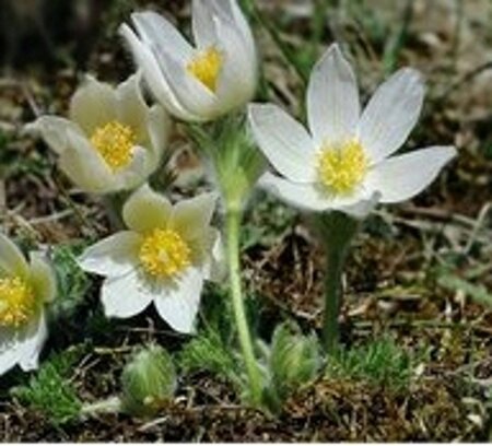 Pulsatilla v. 'Alba' geen maat specificatie 0,55L/P9cm - afbeelding 2