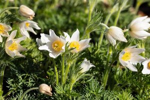 Pulsatilla v. 'Alba' geen maat specificatie 0,55L/P9cm