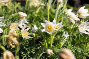 Pulsatilla v. 'Alba' geen maat specificatie 0,55L/P9cm - afbeelding 9