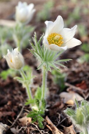 Pulsatilla v. 'Alba' geen maat specificatie 0,55L/P9cm - afbeelding 8