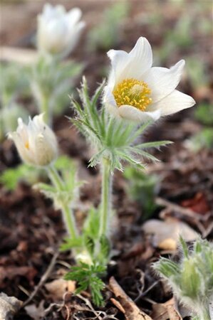Pulsatilla v. 'Alba' geen maat specificatie 0,55L/P9cm - afbeelding 3