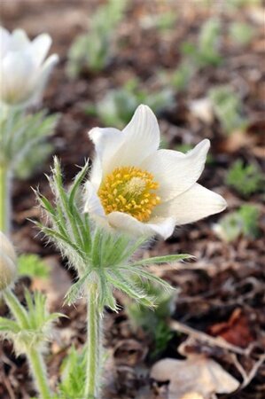 Pulsatilla v. 'Alba' geen maat specificatie 0,55L/P9cm - afbeelding 4