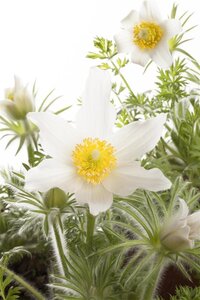 Pulsatilla v. 'Alba' geen maat specificatie 0,55L/P9cm - afbeelding 1