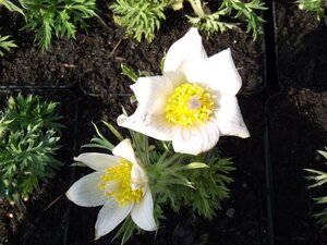 Pulsatilla v. 'Alba' geen maat specificatie 0,55L/P9cm - afbeelding 4