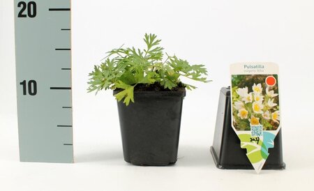 Pulsatilla v. 'Alba' geen maat specificatie 0,55L/P9cm - afbeelding 3
