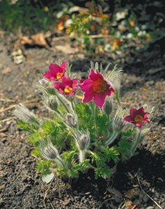 Pulsatilla v. 'Röde Klokke' geen maat specificatie 0,55L/P9cm - afbeelding 1
